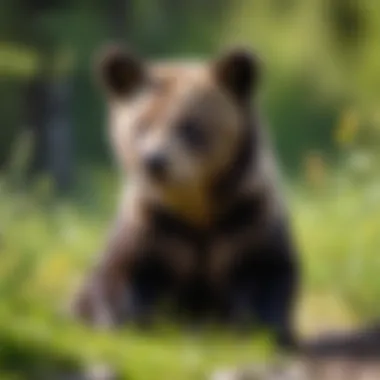 A playful cub exploring its surroundings with curiosity.