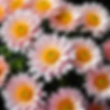 Close-up of chrysanthemums showcasing their intricate petals