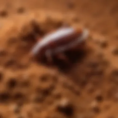 A close-up view of cockroach powder showcasing its texture and color