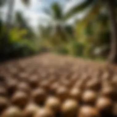 Coconut plantation with ripe coconuts