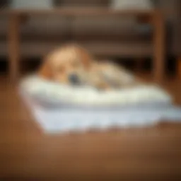 A cozy dog resting on a disposable pad