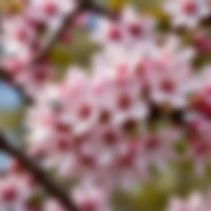 Close-up of blossoms on a flowering tree