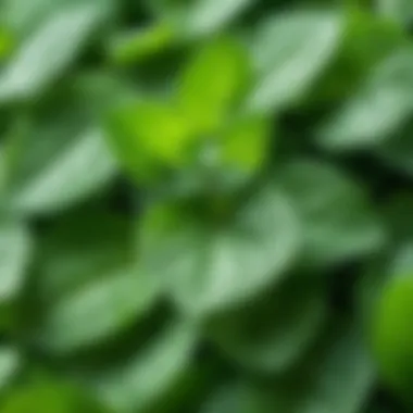 Close-up of mint gum emphasizing its texture and flavor