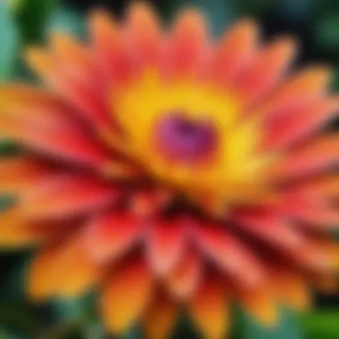 A close-up view of the Malaysian flower showcasing its vibrant colors and unique structure.