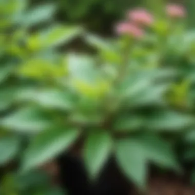 A close-up of medicinal shrub plants with visible flowers and leaves