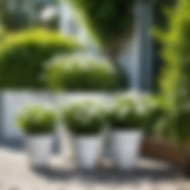 An outdoor setting featuring white plastic pots in a garden