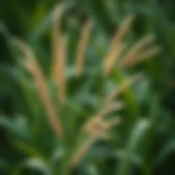 Шампунь Grass: Уникальные Свойства и Применение Introduction