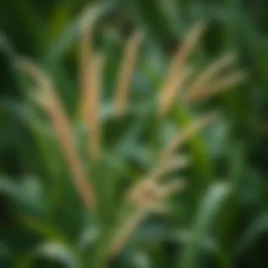 Шампунь Grass: Уникальные Свойства и Применение Introduction