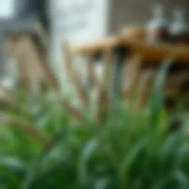 Notable Шампунь Grass: Уникальные Свойства и Применение