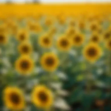 A vibrant sunflower field under the sun, illustrating the origin of sunflower oil.