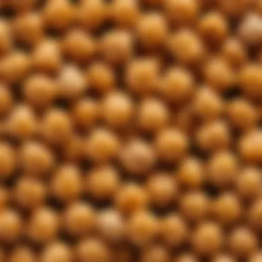 A close-up view of Turkish chickpeas showcasing their unique texture and color