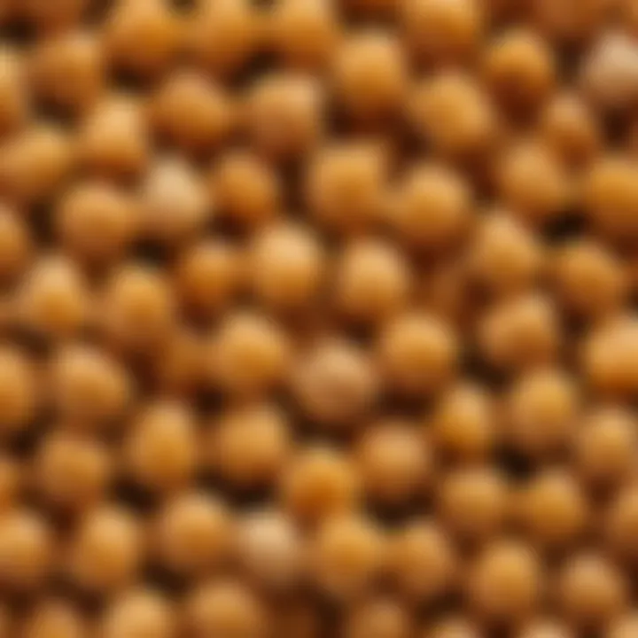 A close-up view of Turkish chickpeas showcasing their unique texture and color